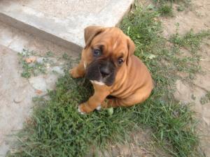 pui de boxer