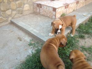 pui de boxer