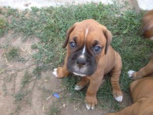 pui de boxer