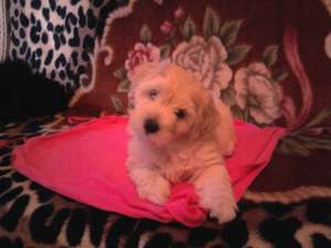 vind bichon maltez fiartefffffff  urgent