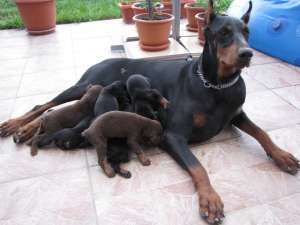 doberman pedigre