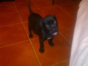 Cane corso de vanzare