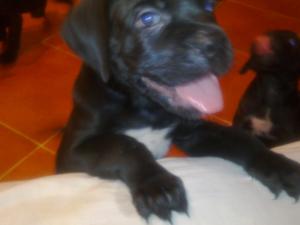 Cane corso de vanzare