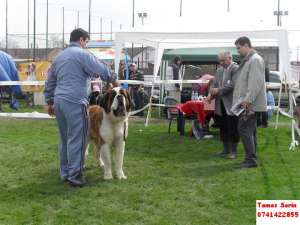 Vand catei saint bernard