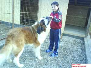 Vand catei saint bernard