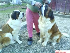 Vand catei saint bernard