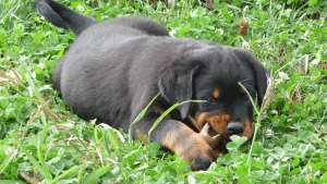 PUI ROTTWEILER ORIGINAL,  PARINTI CU PEDIGREE