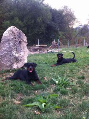 PUI ROTTWEILER ORIGINAL,  PARINTI CU PEDIGREE