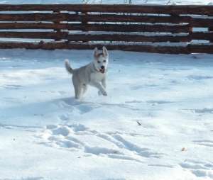 vand urgent husky cea mai avantajoasa oferta. REPET URGENT