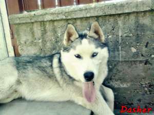 vand urgent husky cea mai avantajoasa oferta. REPET URGENT