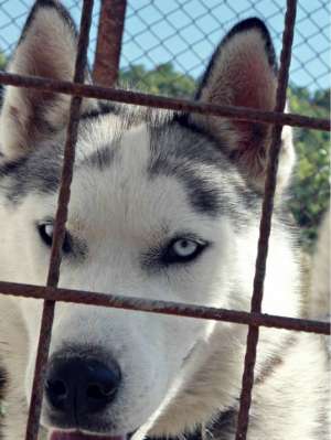 vand urgent husky cea mai avantajoasa oferta. REPET URGENT