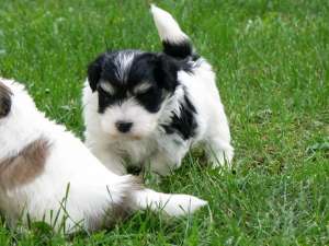 Pui Bichon Havanese de vanzare