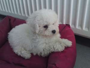 vand pui bichon frise