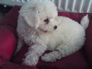 vand pui bichon frise