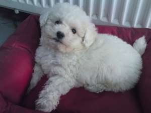 vand pui bichon frise