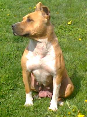 Vand catei Amstaff