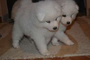 vand catelusi de samoyed