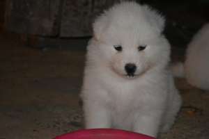 vand catelusi de samoyed