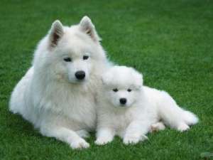 vand catelusi de samoyed