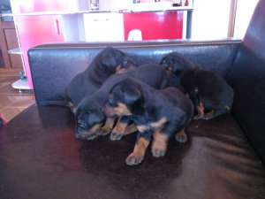 Cainii doberman talie mare