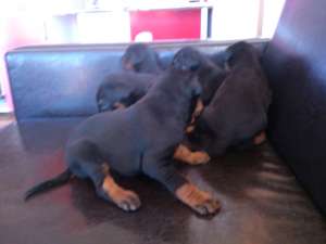 Vand 4 catei si o catea Doberman pret 70-80 de euro