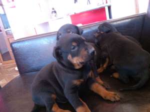 Vand 4 catei si o catea Doberman pret 70-80 de euro