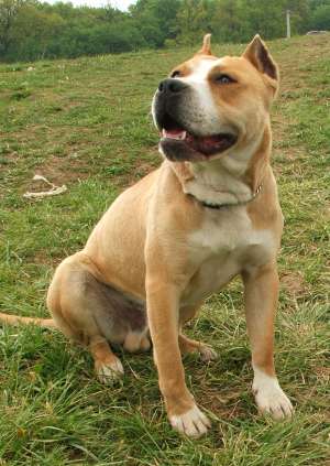 Pierdut AMSTAFF  in Targu Mures