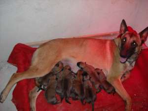 pui ciobanesc belgian malinois