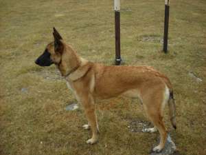 pui ciobanesc belgian malinois