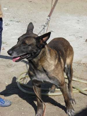 pui ciobanesc belgian malinois