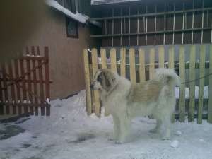 Ciobanesc Romanesc de Bucovina CADOU DE SARBATORI!