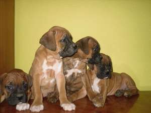 Catelushi boxer german de vanzare