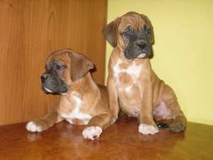 Catelushi boxer german de vanzare