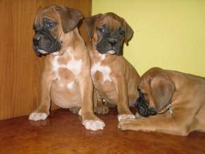 Catelushi boxer german de vanzare