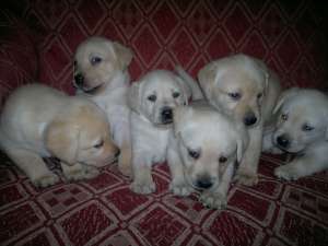 Vand labrador cu pedigree