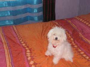 Bichon maltese femela caut catel bichon maltese