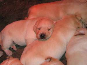 va ofer puiuti labrador retriever