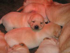 va ofer puiuti labrador retriever