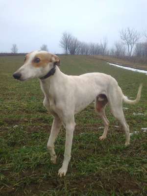 vand ogar greyhound