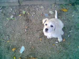 Ofer pui Golden retriever