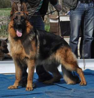 Vand pui superb ciobanesc german cu pedigree