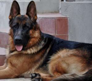 Vand pui superb ciobanesc german cu pedigree