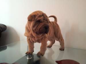 Shar Pei de Vanzare - Exemplare Superbe