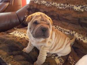 Shar Pei de Vanzare - Exemplare Superbe