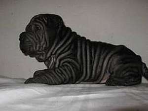 crescator pui shar pei 500 ron minim