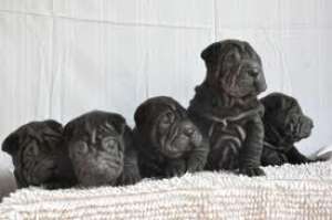 crescator pui shar pei 500 ron minim