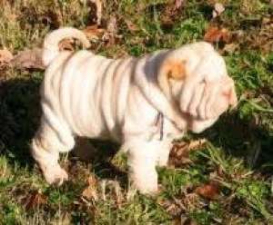 crescator pui shar pei 500 ron minim