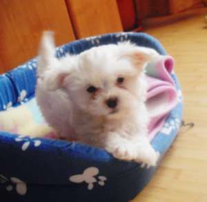 vand puiuti bichon miniaturali/toy