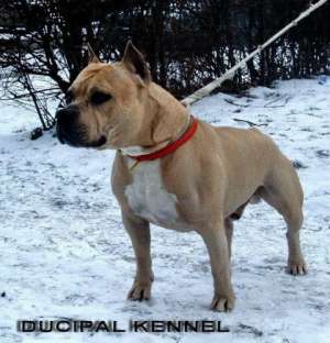 Mascul amstaff pt monta