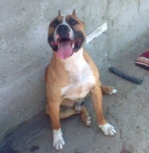 Mascul amstaff pt monta